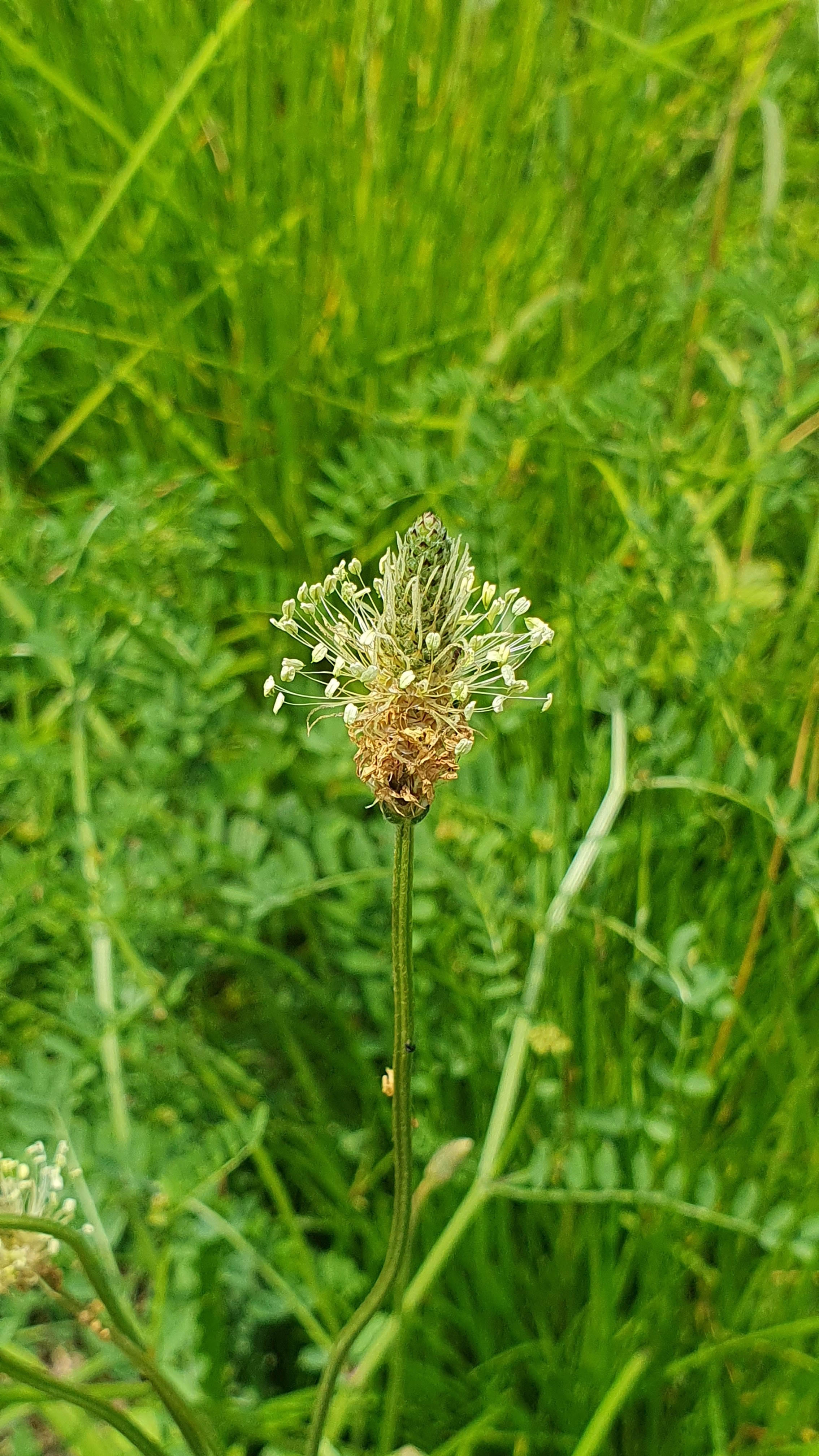 Mein "Spitzwegerich Jahr" beginnt