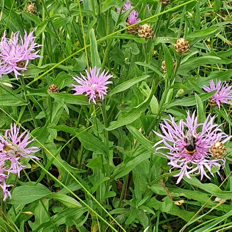 Wiesenflockenblume in Blüte mit Hummel