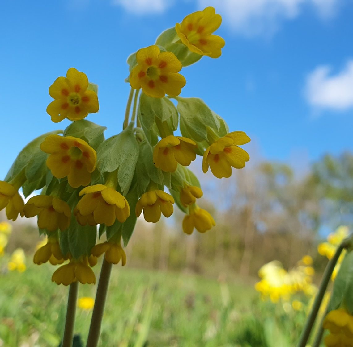 Hauswurz in meinem Garten