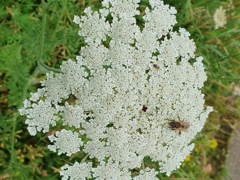 wilde Möhre Blüte echte Engelwurz Blüte