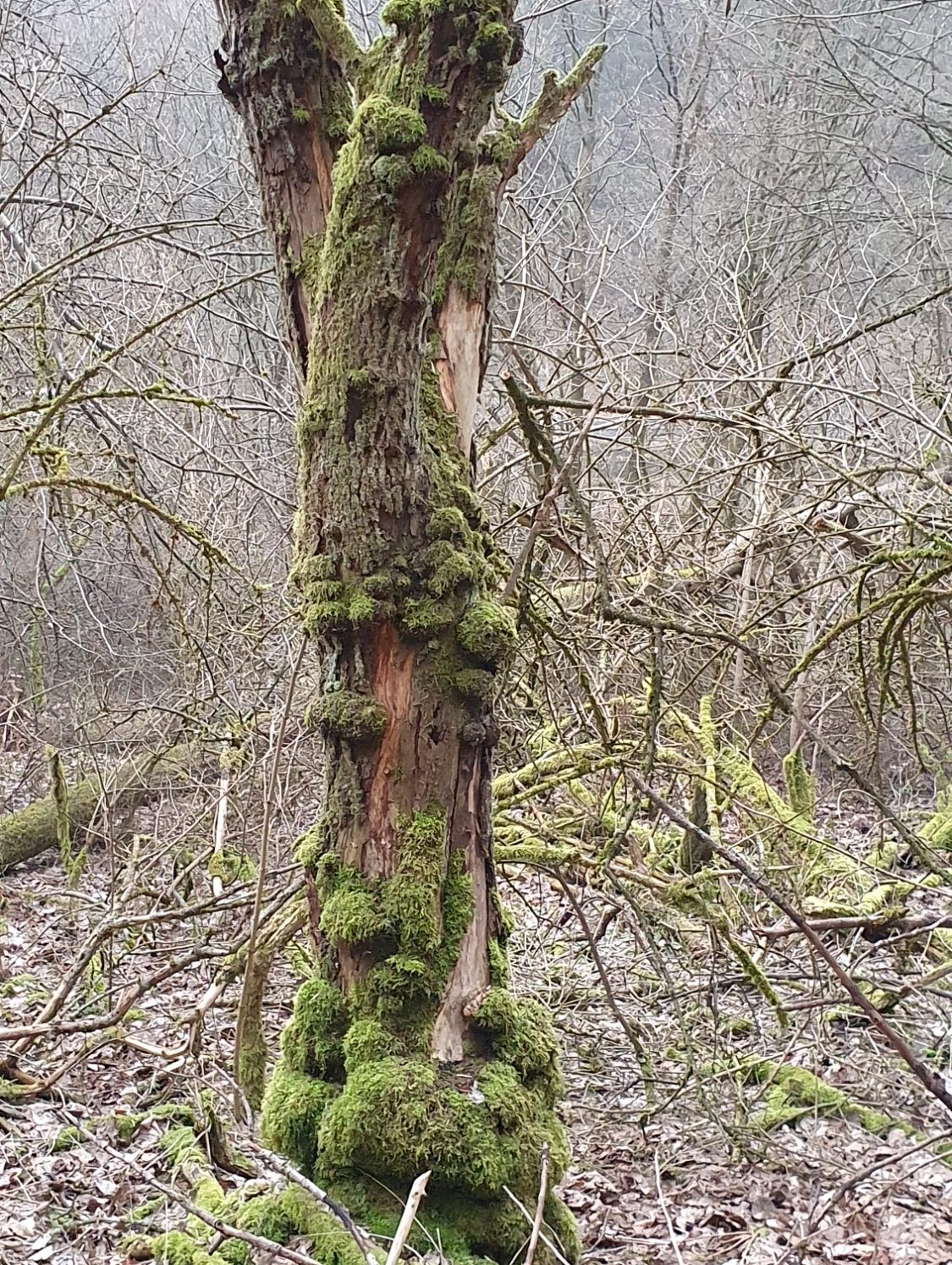 Alter Baum
