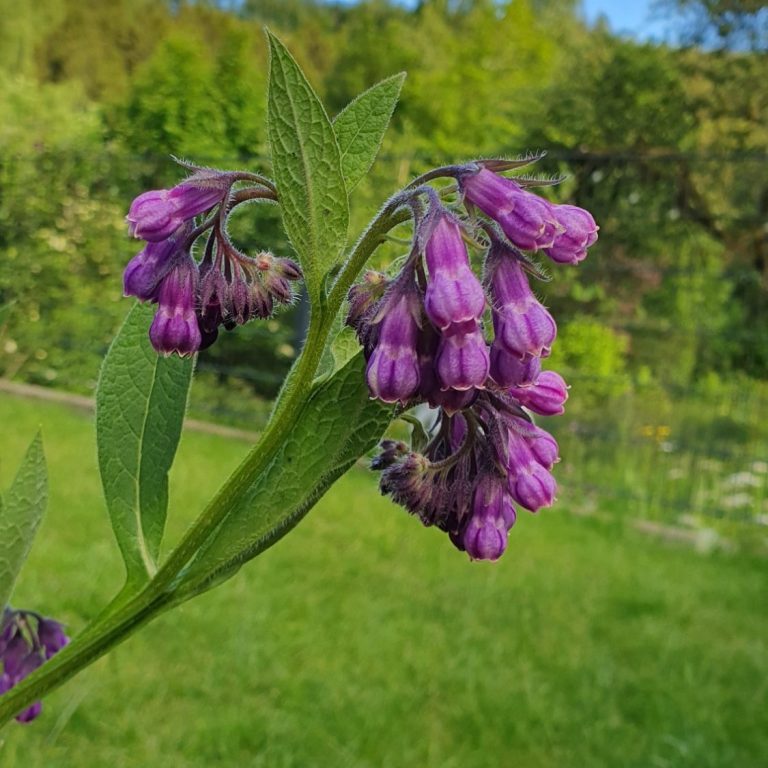 Echter Beinwell in Blüte