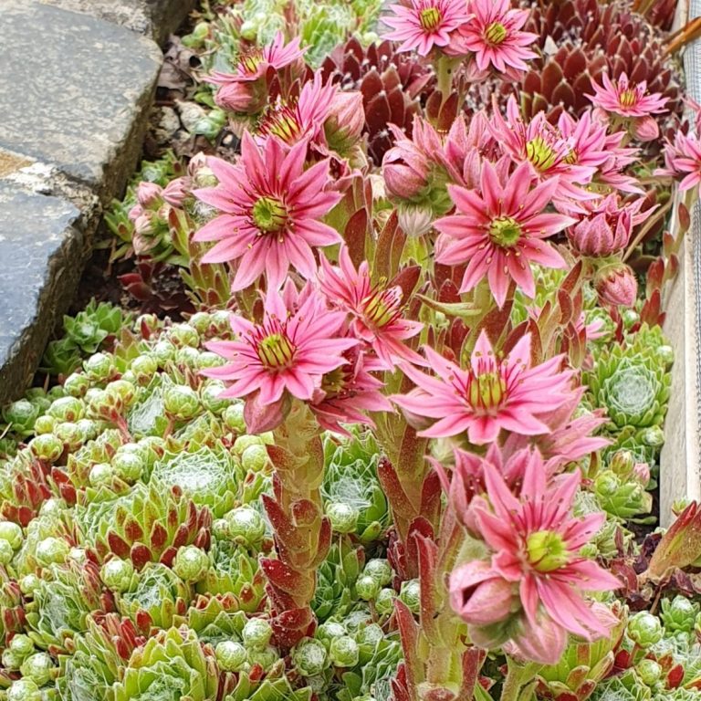 Hauswurz in Blüte