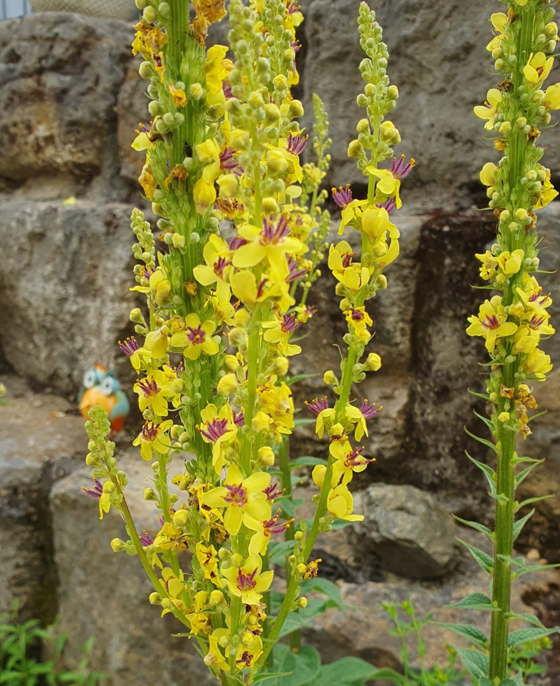 Königskerze in meinem Garten