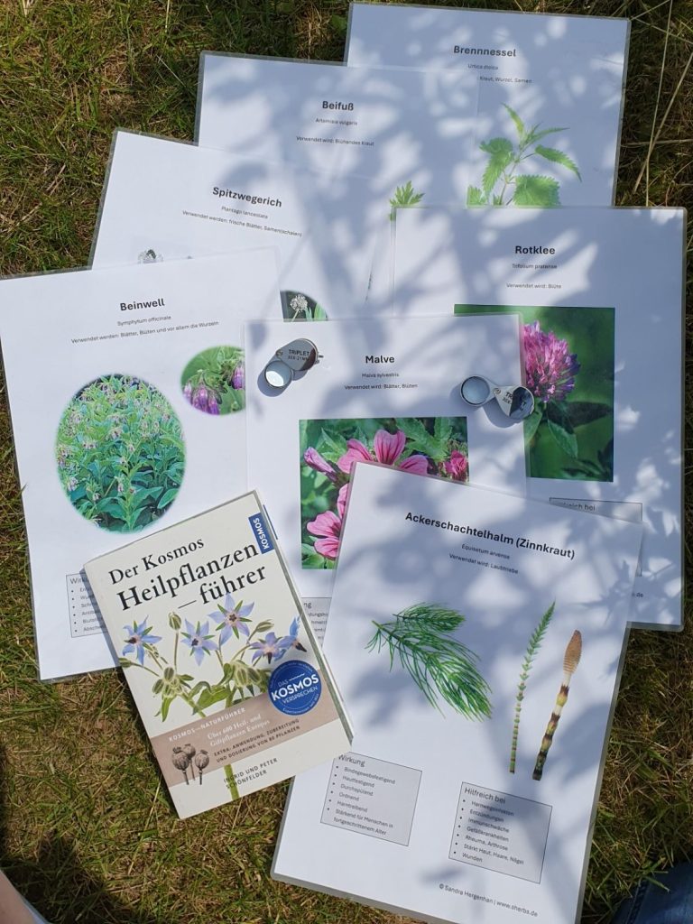 Bunte Pflanzenskizzen und ein Buch über Wildkräuter auf grünem Gras. Bunte Pflanzenskizzen und ein Buch über Wildkräuter auf grünem Gras.