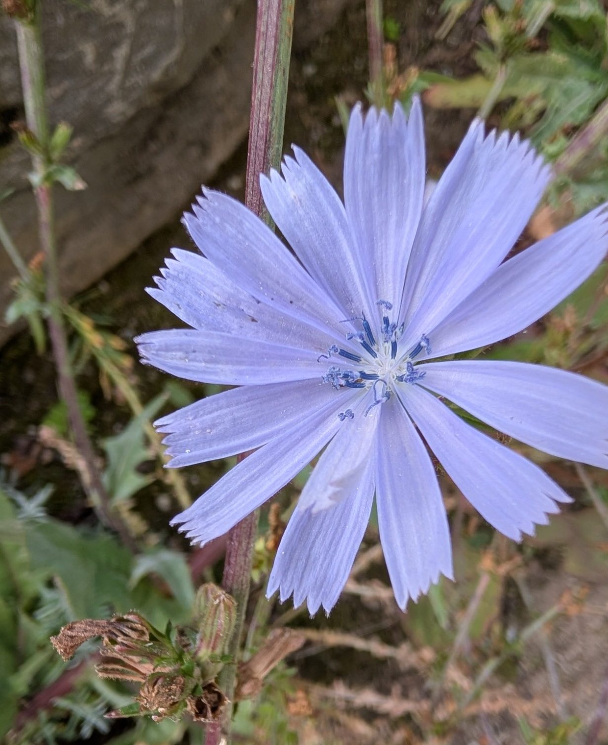 Wegwartenblüte Wegwartenblüte