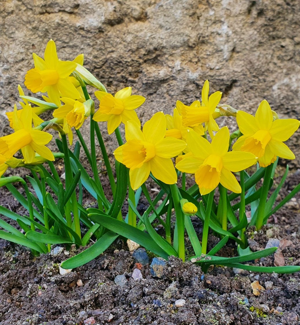 kleine Narzissen