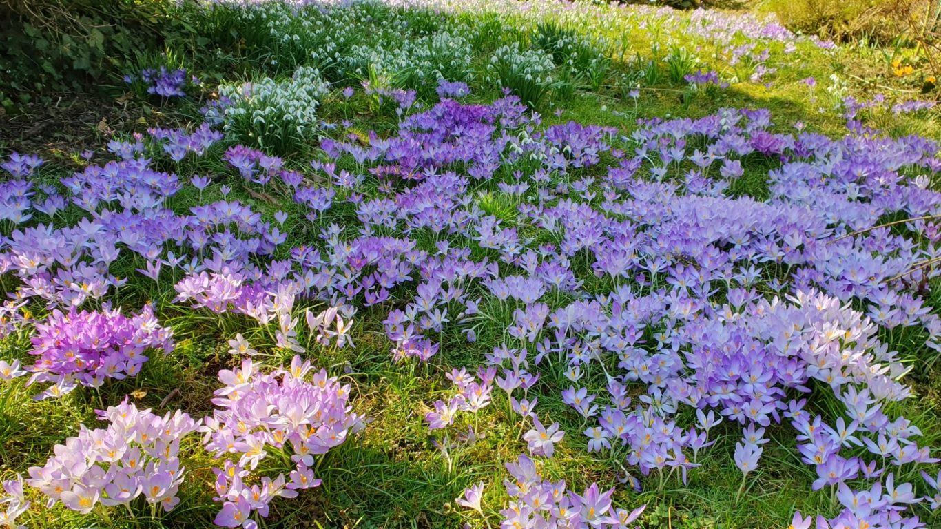 Krokusse und Schneeglöckchen