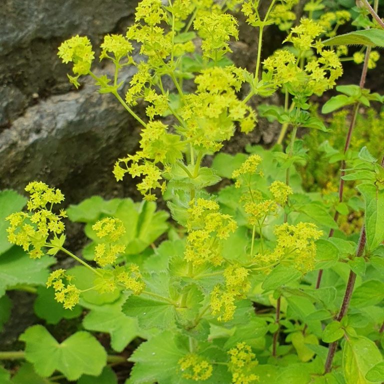 Frauenmantel in Blüte