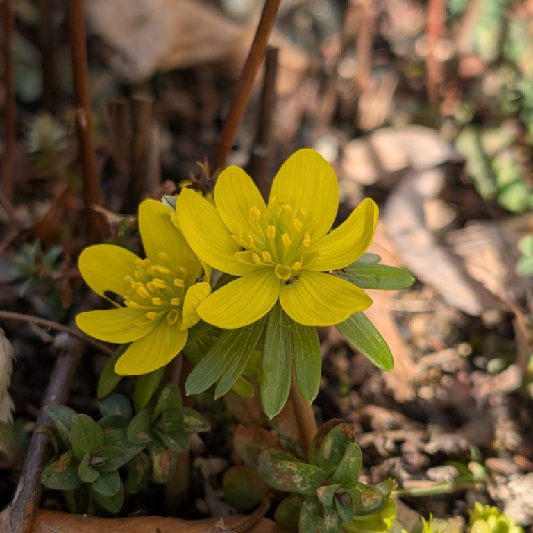 Winterling in Blüte