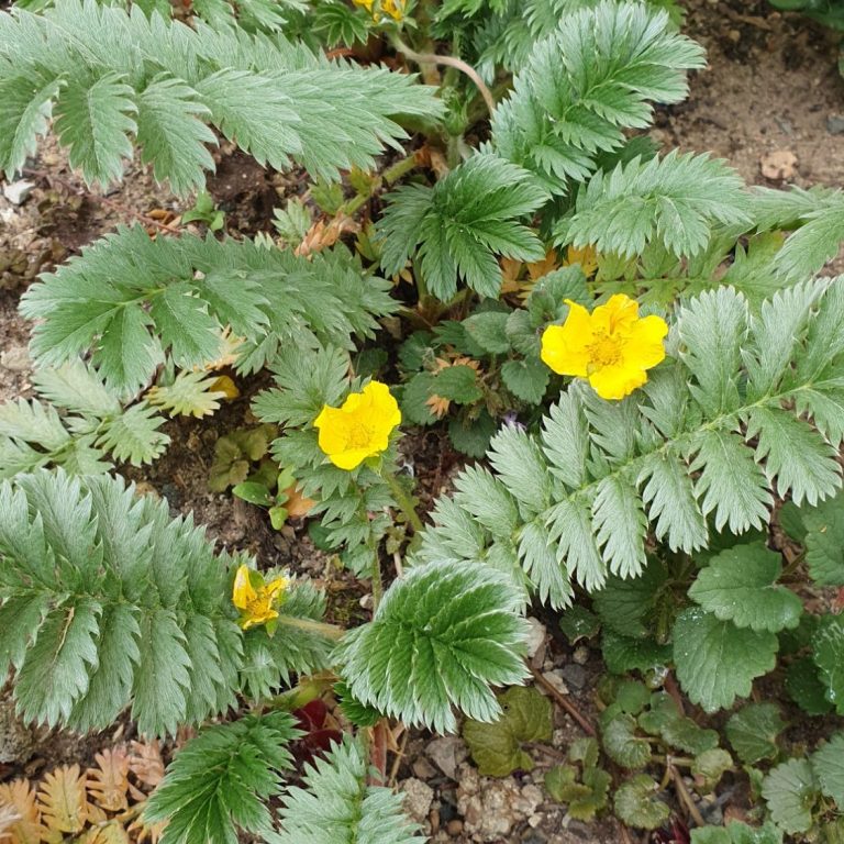 Wilde Malve in Blüte