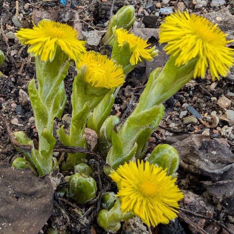 Huflattich in Blüte