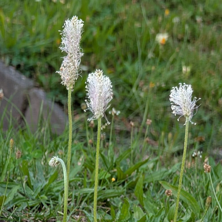 Mittelwegerich in Blüte