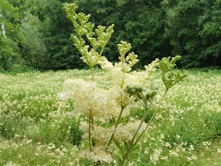 Mädesüß in Blüte Mädesüß in Blüte