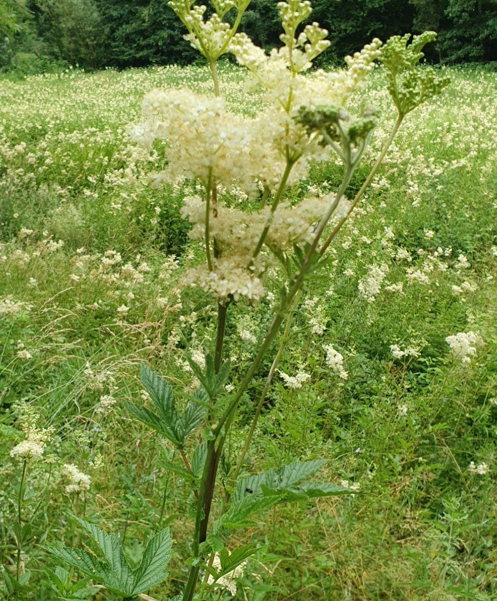 Mädesüß in Blüte